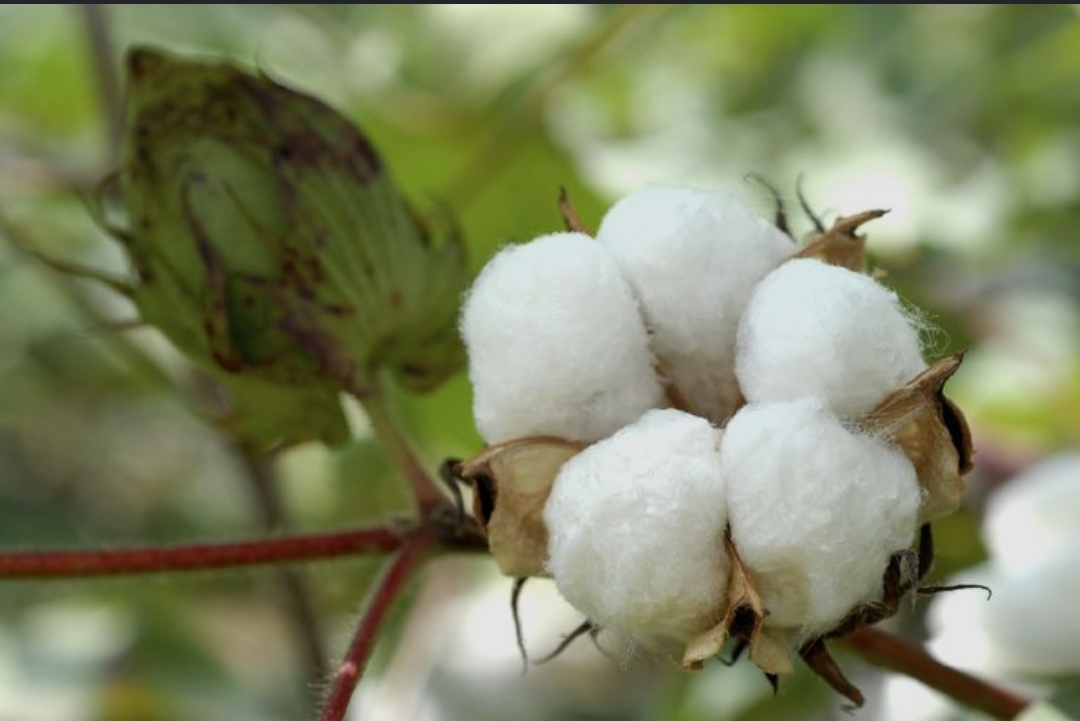 Cotten Industry